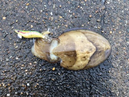 エギングとウキ釣り